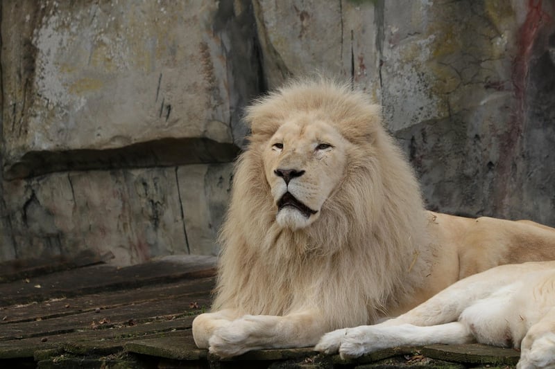 Wildlife Safari